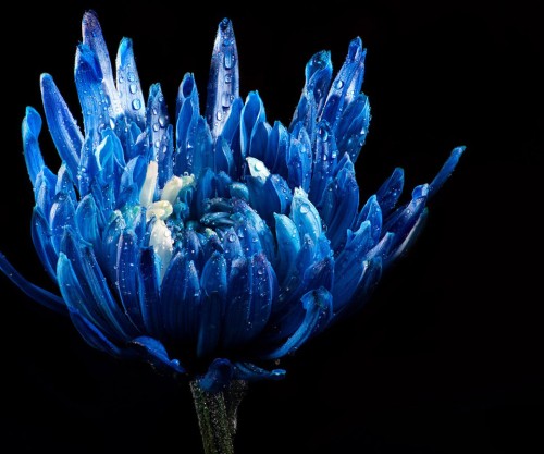 Flor Azul