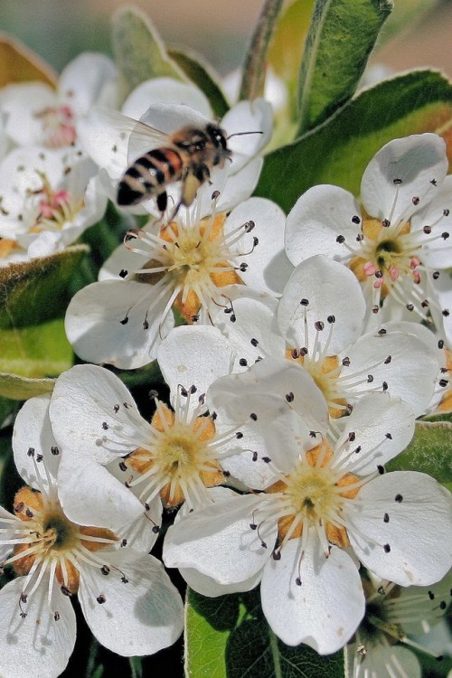 Flor Branca