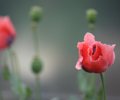 Flor Contraste