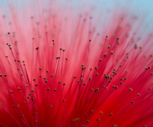 Flor Mimosa