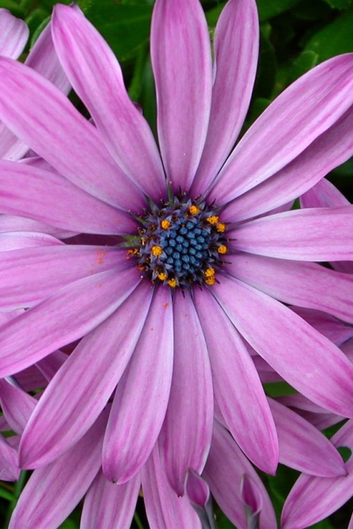 Flor-Purpura.jpg
