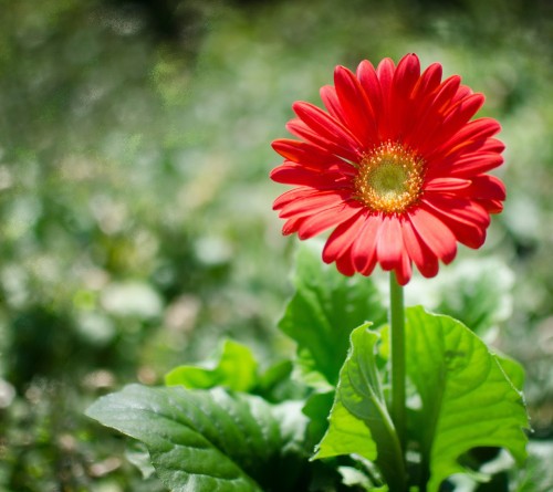 Flor Solitaria