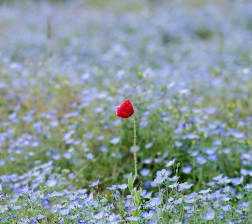 Flor-Sozinha.jpg