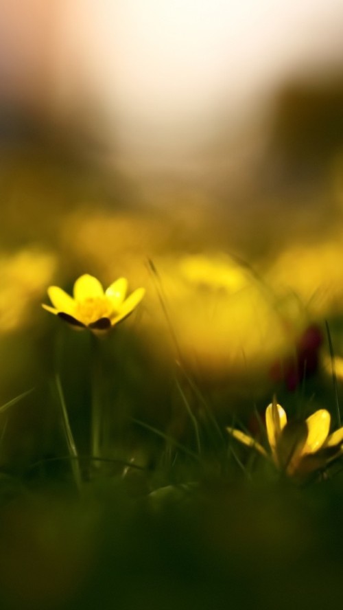 Flores Amarelas Em Destaque