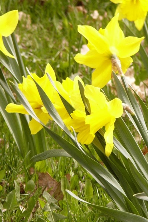 Flores Amarelas