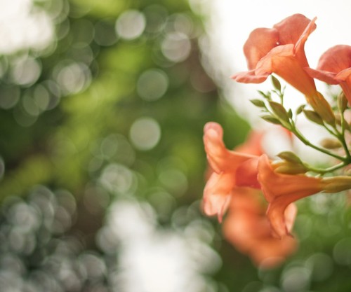 Flores Cor De Laranja