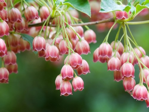 Flores Cor De Rosa