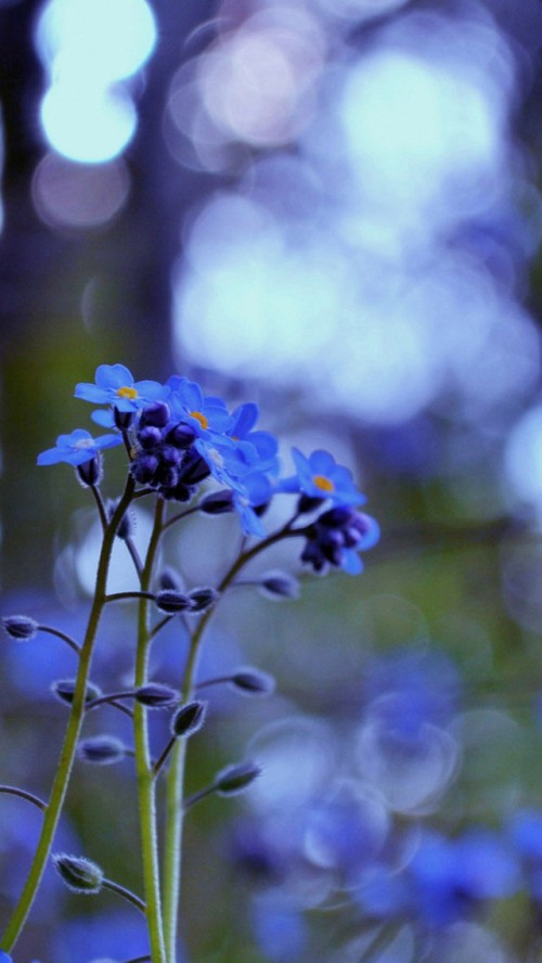 Flores Esquecidas