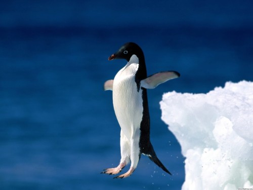Pinguim-Em-Pe.jpg