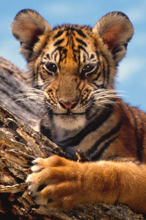 Tigre-Bebe.jpg