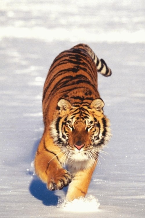 Tigre-Na-Neve.jpg