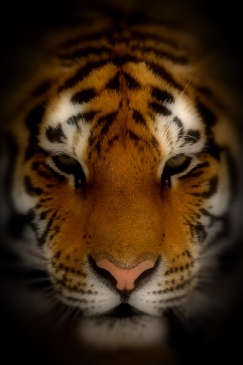 Tigre Rosto